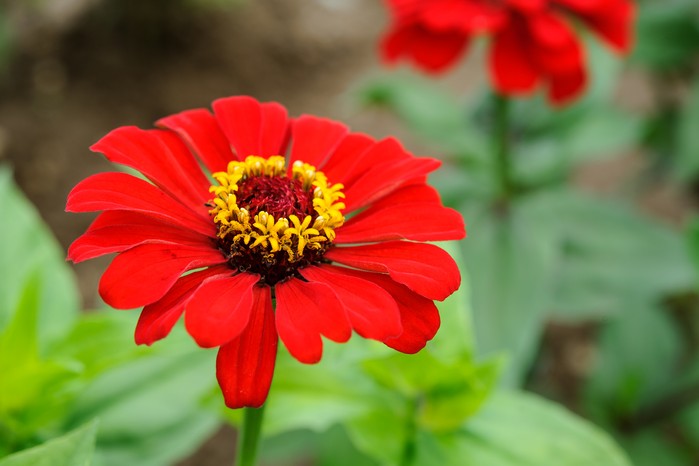 Zinnia elegans 'Scarlet Flame'