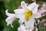 White lily flower