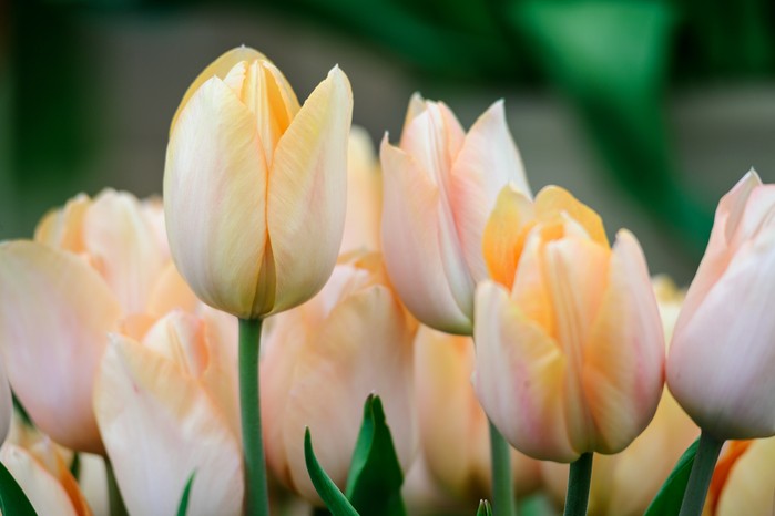 Tulip Apricot Beauty