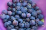 How to grow blueberries