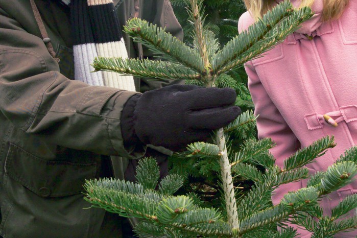 Choosing a Christmas tree