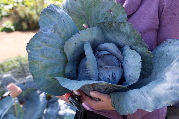 How to grow cabbages - cabbage 'Marner Large Red'