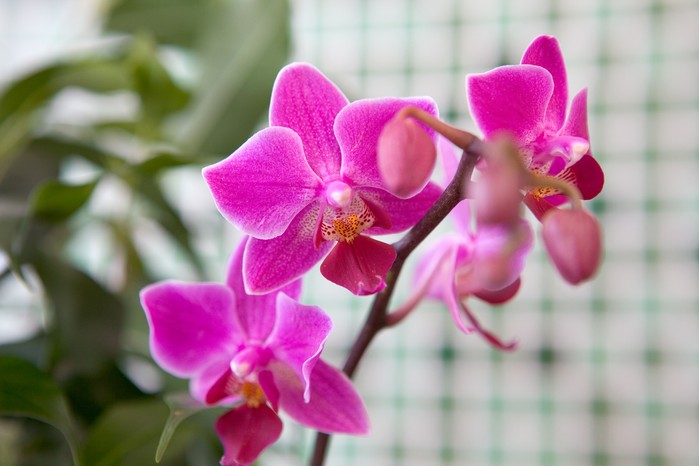 Moth orchid flowers