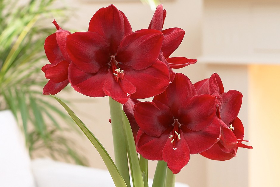 Amaryllis 'Carmen'