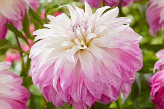 Dahlia Pink Petticoat