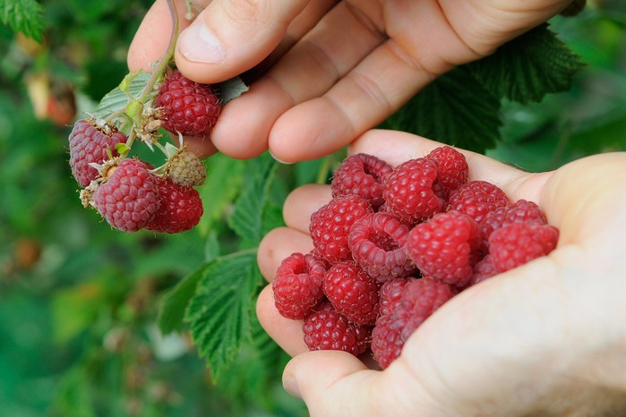 Harvesting raspberries