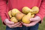 How to grow pears