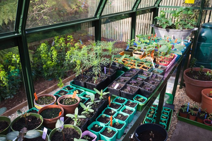 Plants and seedlings on a greenhouse bench