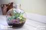 FutureLearn: Healthy House Plants