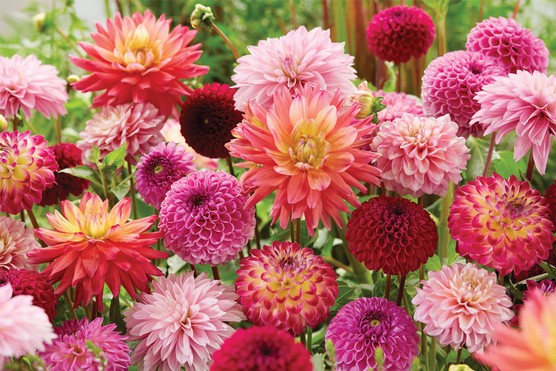 Dazzling Dahlia Breeders Mix