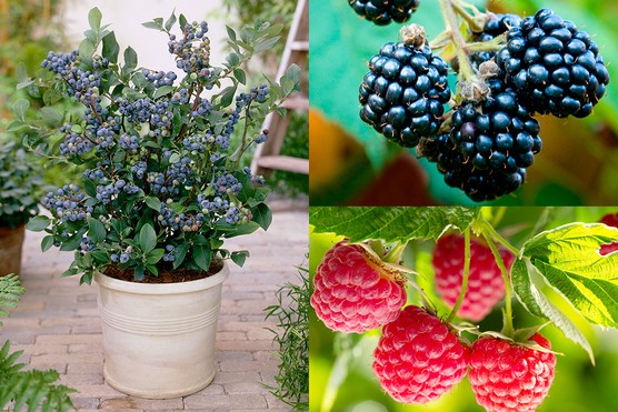 Plentiful Patio Fruits Collection