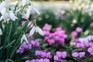 Snowdrops and cyclamen