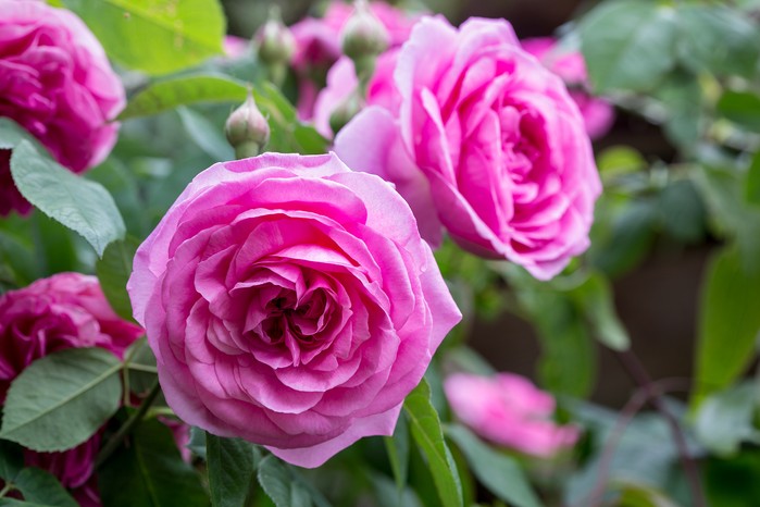 Climbing rose, Rosa 'Gertrude Jekyll'