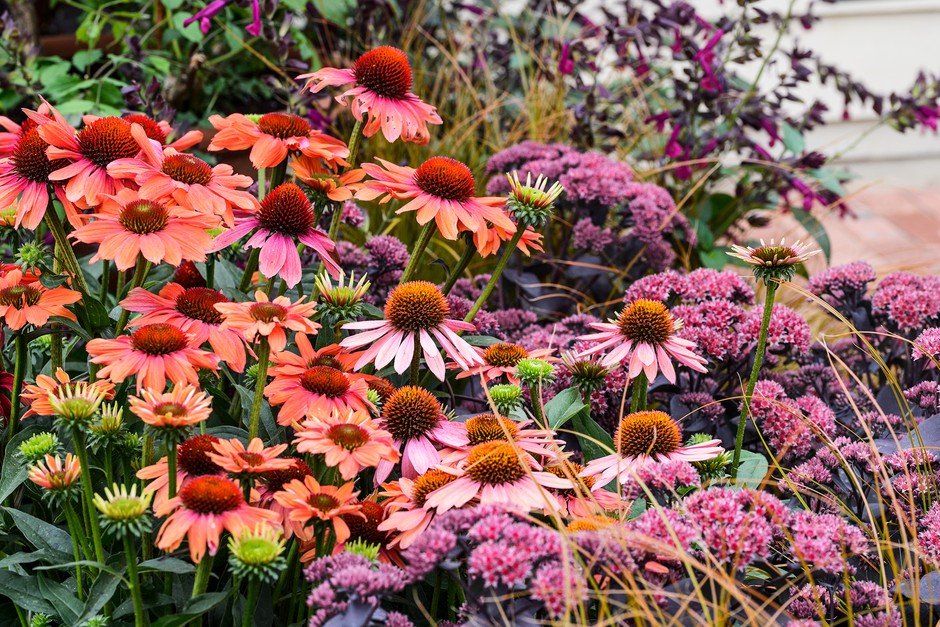 Sedum and echinacea border