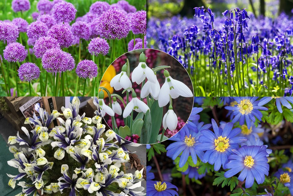 Mixed perennials and spring bulbs