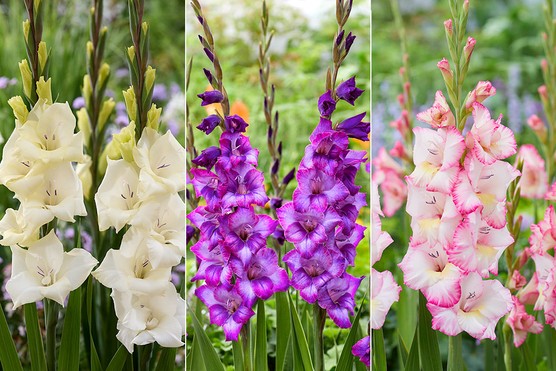 Gladiolus Kim, Gladiolus Emmy & Gladiolus Amber