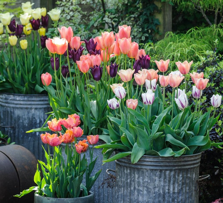 Tulips in pots