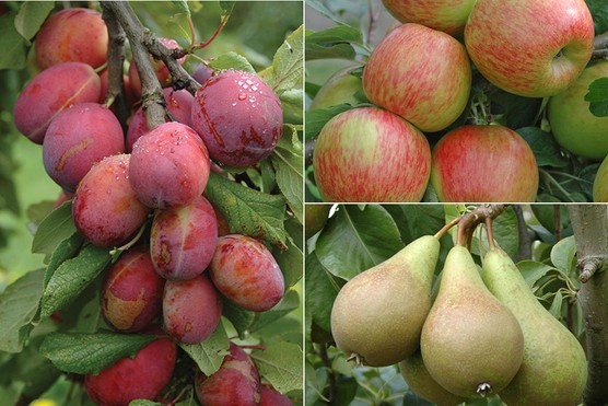 Pear 'conference', Apple 'Braeburn', Plum 'Victoria'