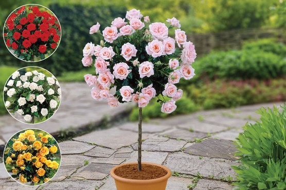 Patio standard rose collection