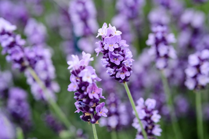 Lavender 'Hidcote'