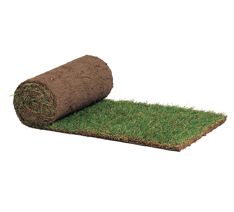 Roll of lawn turf