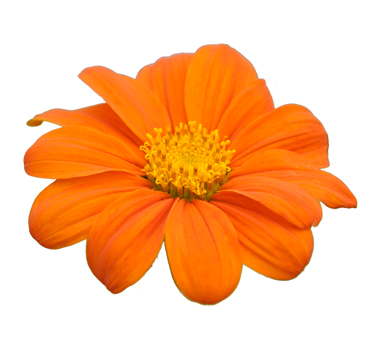 Tithonia