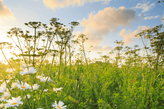 Beautiful native wildflowers during summertime